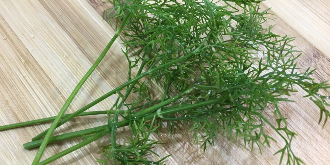 thì là thường đi cùng với cá thác lác