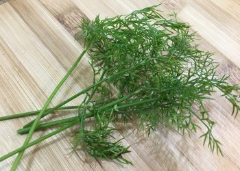 thì là thường đi cùng với cá thác lác